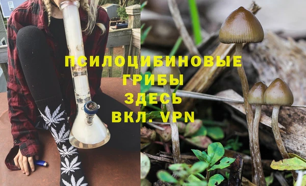 прущие грибы Армянск